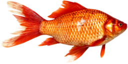 04024940-c1ec-256x129.png