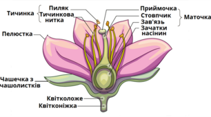 Генеративні органи покритонасінних