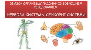 НЕРВОВА СИСТЕМА. СЕНСОРНІ СИСТЕМИ