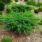 Ялівець козацький Мас (Juniperus sabina Mas) а - 20-30 см в горщику С3 л: продажа, цена в Мелитополе. Саженцы декоративных деревьев и кустарников от "Интернет-магазин Садового Центра "Росток"" - 1020706052