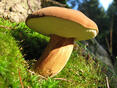 Польський гриб (Boletus badius) -Як збирати, чистити і варити польський гриб на зиму- gorsad.com.ua