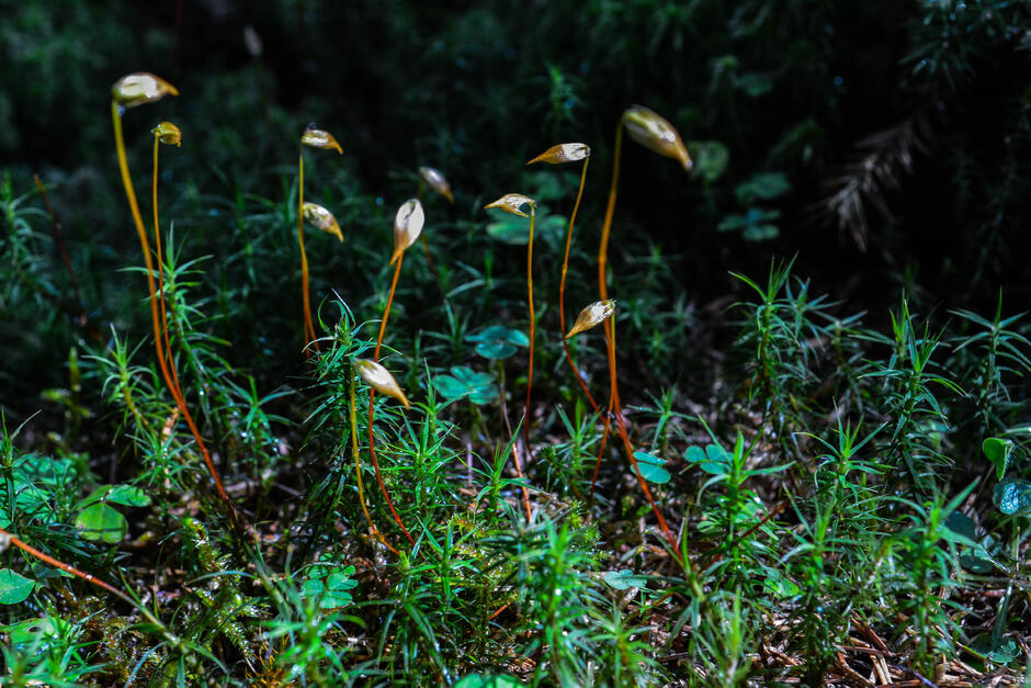 04024m7s-e535-940x627.jpg