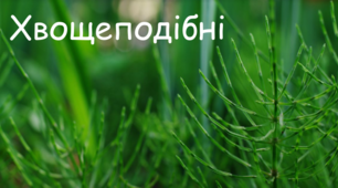 Хвощі