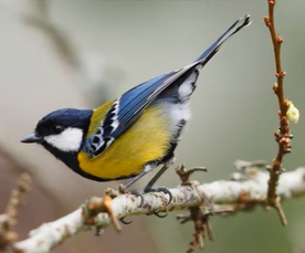04024ung-7c67-276x229.png