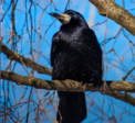 04024unk-6d0c-271x248.png