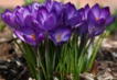 04024v5r-28a2-452x311.png
