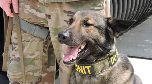 День ветеранів K-9