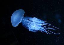 http://im0-tub-ua.yandex.net/i?id=e2601badedb1bc05c55b13586445663f-109-144&n=21