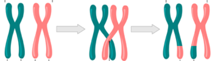 04024xxb-a08d-443x125.png