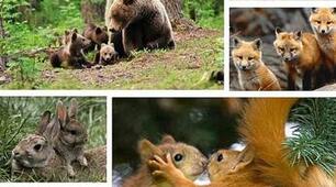 7 клас Розмноження тварин