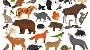Німецька мова. Wildtiere.