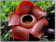 04024zc5-060d-192x145.png