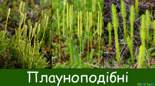 Плауни