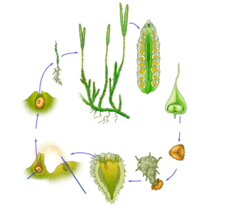 040250ne-f554-324x308.png