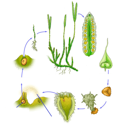 0402516q-eee9-456x434.png
