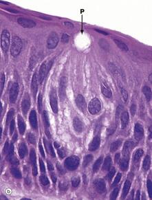 Special sense organs | Basicmedical Key