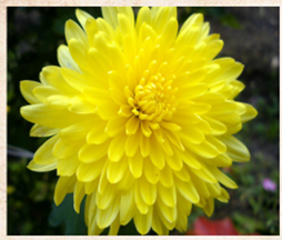 040251pc-66af-254x216.png