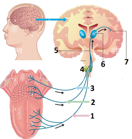 040251rj-4e23-458x482.png