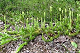 Плаун булавовидный (Lycopodium clavatum)