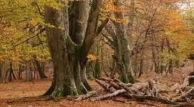 BRITAIN'S FORESTS AND FORESTRY 