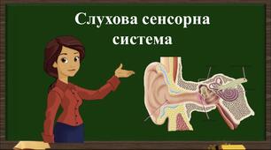 Слухова сенсорна система
