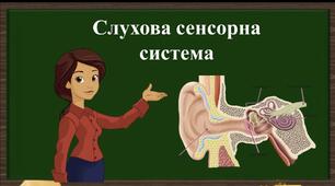 Презентація "Слухова сенсорна система"