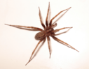 0402568i-1193-127x99.png