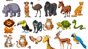 Nature and Animals