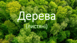 Корекційно-розвиткове заняття з Розвитку мовлення у дітей з ООП "Дерева. (листяні) "