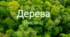 Корекційно-розвиткове заняття з Розвитку мовлення у дітей з ООП "Дерева. (листяні) "