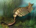 Opabinia / Вымершие животные / Твой Блог