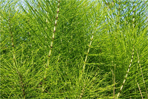 04025bas-1a6b-300x200.png