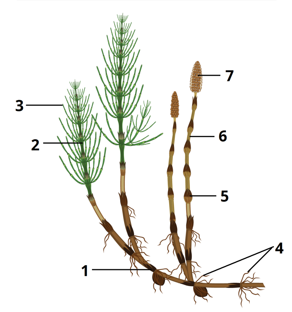 04025bhy-00a6-940x1004.png