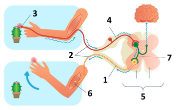 04025ea4-d9d4-389x242.png