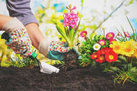 Gardening May Decrease Your Anxiety And Depression