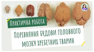 Практична робота №6. Порівняння будови головного мозку хребетних тварин