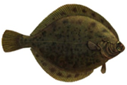 04025mrr-42de-182x122.png