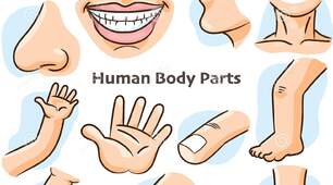 Презентація з англійської мови за темою "Parts of body" для учнів молодших класів