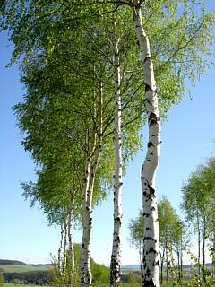 04025qfx-bc8e-240x320.jpg