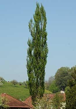 04025qn2-68a0-262x376.jpg