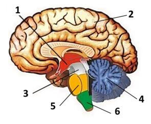 04025rnn-c31e-295x244.png