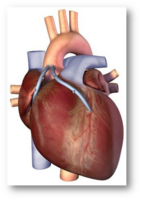 04025ror-9db8-310x440.png