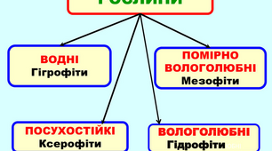 Екологічні групи рослин