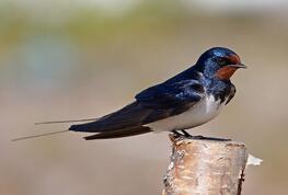 04025z2d-cc32-263x178.jpg
