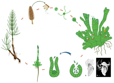 040263bl-dda3-388x284.png