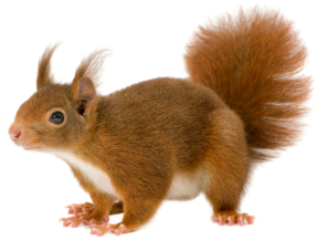 040263xv-e954-530x401.png