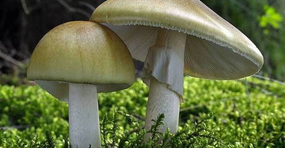 040264dn-013c-940x489.jpg