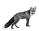 040265zh-ea78-136x110.png