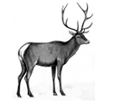 040265zv-b0bb-136x113.png