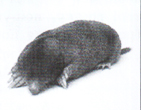 0402667n-0c05-141x110.png